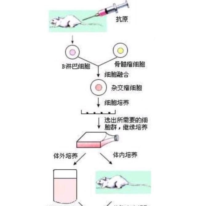 张文宏说:新冠特效药已经临床，国内疫情有望在短时间内清零吗图3