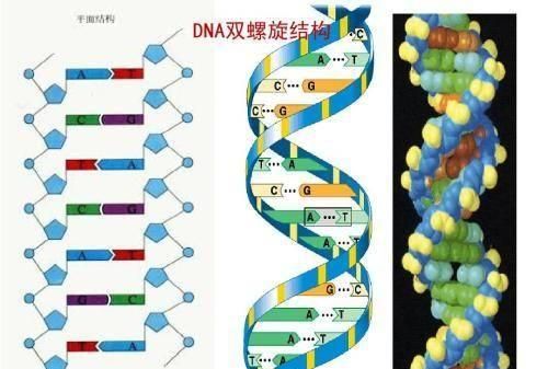 人类之间存在生殖隔离吗图 2